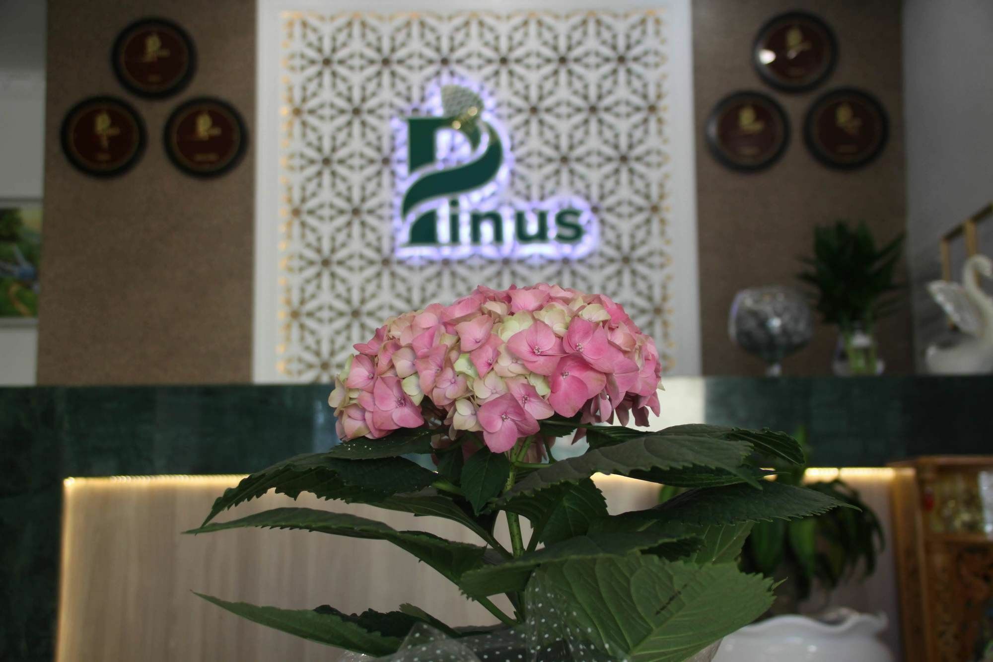 Pinus Hotel Da Lat Dış mekan fotoğraf